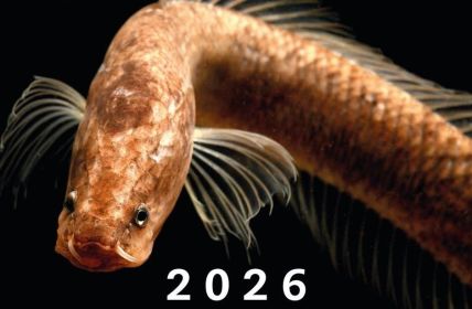 Fotokalender One of a Kind verbindet Logistik mit (Foto: Senckenberg)