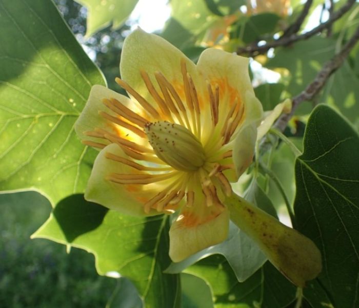 Im Weltgarten sind rund ums Jahr spannende Blüten zu entdecken. (Foto: WITTENSTEIN SE/Susanne Böll)