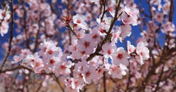 Mandelblütenfest in Tafraoute: Authentische Berbertraditionen zwischen rosa, einzigartigem (Foto: AdobeStock -  Tupungato - 1906938151)